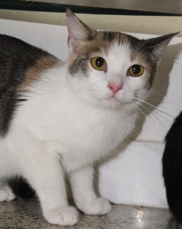 Elodie, Micina Tricolore (Giugno 2024)